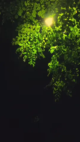 cinta 'kan s'lalu abadi🎧🥀 #overlay #liriklagu 