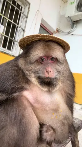 Xingxing is watching you. #monkey #animal #cute #funny #fyp