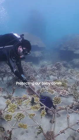 They might look beautiful, but the Crown-of-Thorns starfish is one of the biggest threats to our reefs. These spiky creatures feed on live coral tissue, leaving behind white skeletons where colorful corals used to be. This one was found and carefully removed from the Diverace Foundation’s coral restoration site in Phuket. Just one of these starfish can destroy huge areas of reef — and when their numbers explode, they can wipe out entire coral gardens. We are working together to keep these predators under control, protecting restored reefs and giving corals a chance to recover and thrive again.  👉 Join us in Padangbai to help protect Bali’s reefs — dive, learn, and plant corals with us! 🌐 www.livingseas.asia #Livingseas #CoralRestoration #CrownofThorns #MarineConservation #ReefProtection 