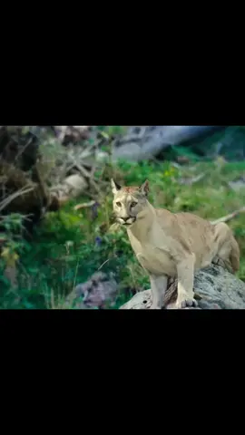 أطفال يستطيعون أن يتحولون إلى جميع أنواع الحيوانات .؟ . #تلخيص_أفلام #افلام #محضوره_من_الاكسبلور_والمشاهدات #متابعه_ولايك_واكسبلور_احبكم #الشعب_الصيني_ماله_حل😂😂 