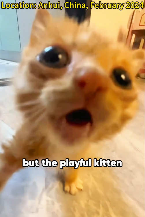 💔😭Injured kitten with broken leg finds loving home 🐱❤️#animals #pets #rescue #lovestory #kitty