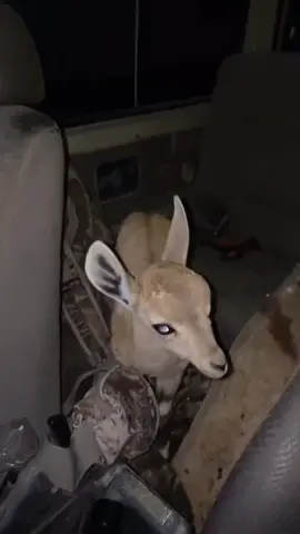 #الحويطات #ضباء #الديسه #اكسبلور #💔 