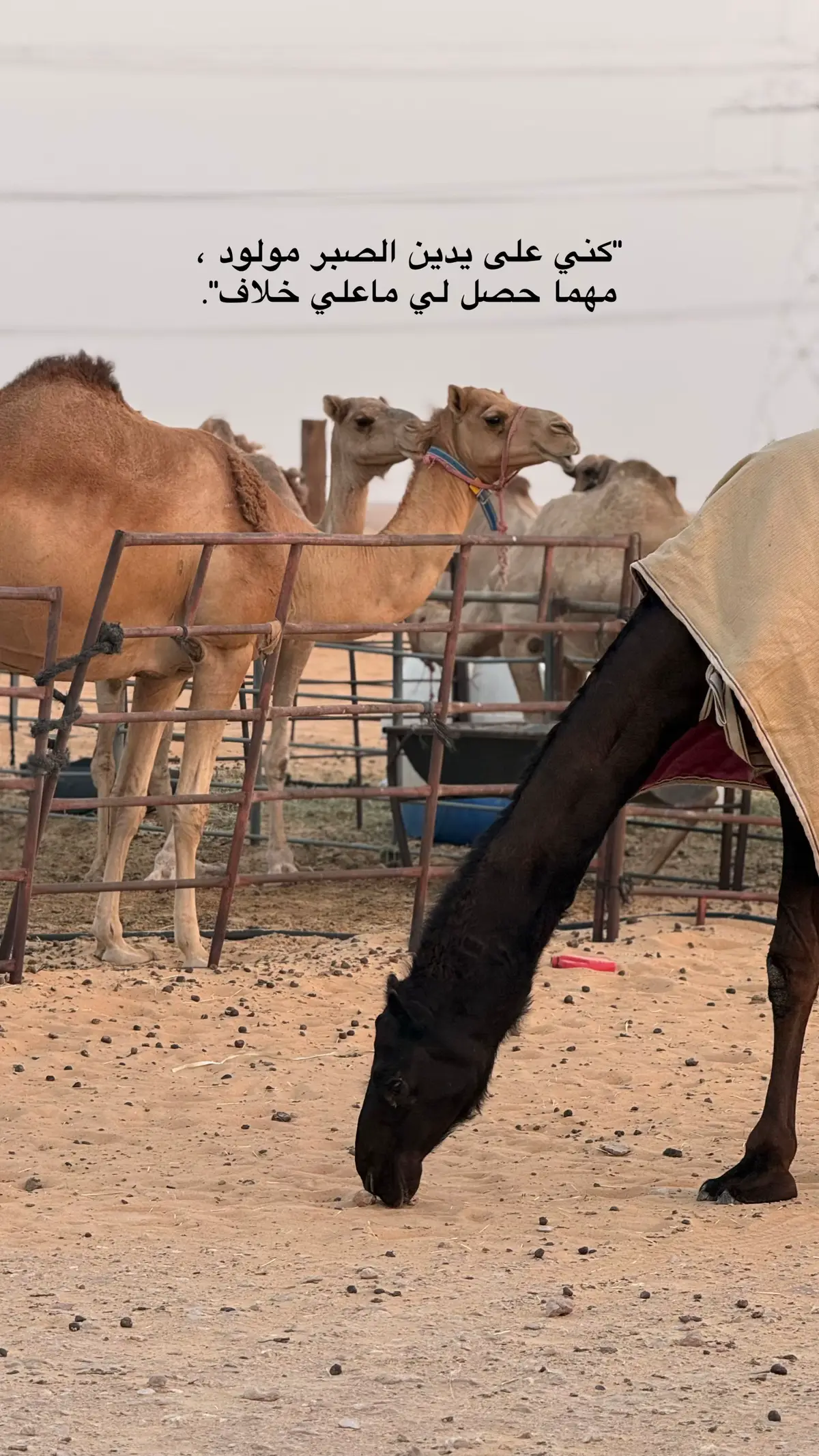 #اكسبلورexplore #صوره_وقصيده #يومياتي 