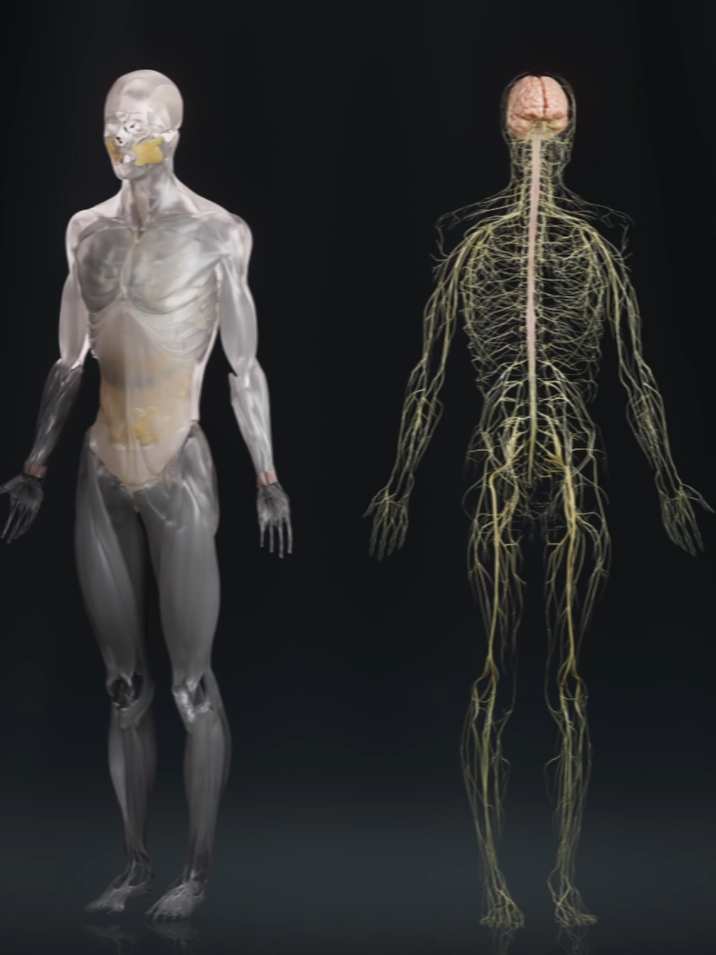 Looking for a specific anatomical structure? We’ve got you covered. From the outermost layer of skin to the deepest nerve pathways, Atomedge’s 3D models are expertly built by 3D artists and medical professionals. Whether you’re teaching the next generation of doctors or creating the next big cinematic moment, you’ll find the anatomy you need - crafted with precision, detail, and care. For more info on our 3D models, please take a look at our website. Link in bio. #medical #3Danatomy  #meduk #medstudent #medicine 