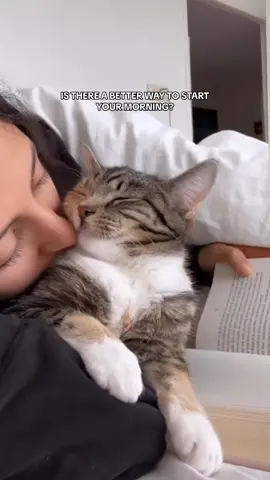 Slow mornings 💕 #healing #catlover #purring #cuddlycat #cutecat