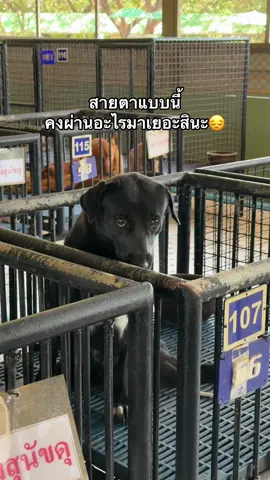 😔 #สัตว์พิการบางเลน #มูลนิธิสัตว์พิการบางเลน 