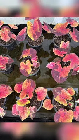 บอนสีซันเซตสกาย #เทรนด์วันนี้ #บอนสี #ต้นไม้ #บอนสีราชินีไม้ใบ 