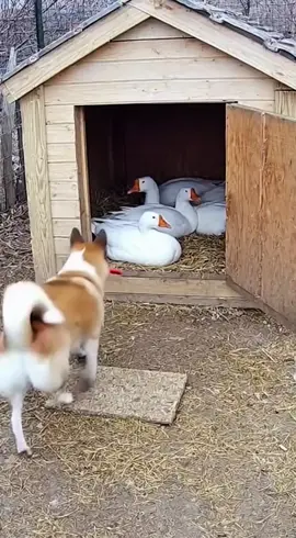 🙀😻💥#dog #duck #cat #catcomedy #catvideos 