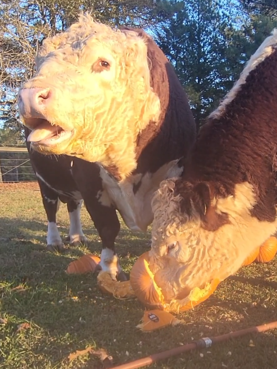 🎉 Help us spoil the birthday boy!  🎃 Purchase a pumpkin for him through our site or send him a Venmo gift for his favorite treat: sweet feed! LINKS IN OUR BIO 💛 #HappyBirthdayCurly #WhitleyFarms #FYP #FeedTheBulls #farmlife 