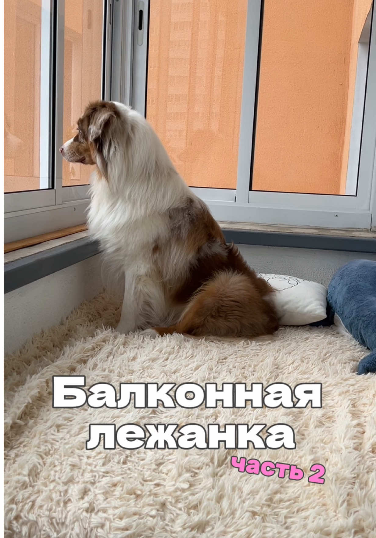 Это вторая часть про балконную лежаку. Первую смотрите в профиле. #собака #ауссимэверик #австралийскаяовчарка #минск #собачники 