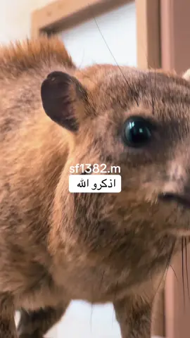 #صقر #fypppppppppppppppppppppppp #اكسبلووووورررر @ابوناايف @أبو عـــــــزام 