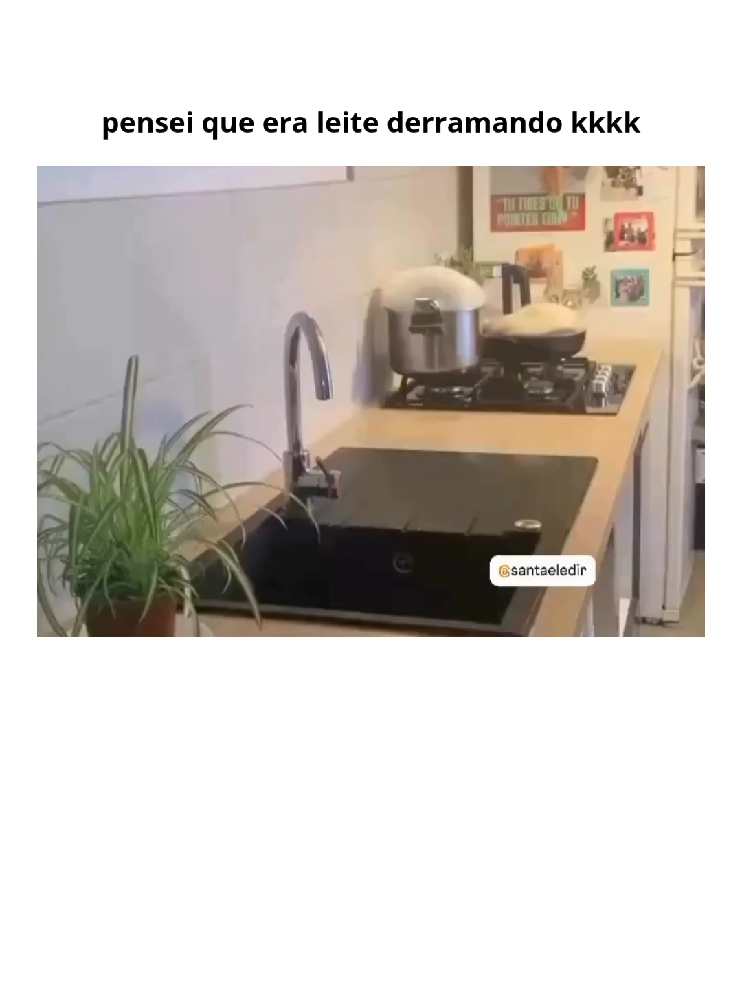 #animaisengraçados