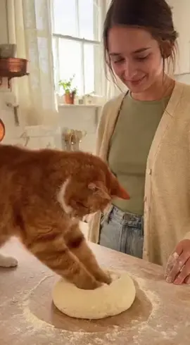 I run this house” 😤🐱💥#RealOrAI #fyp #BossCat