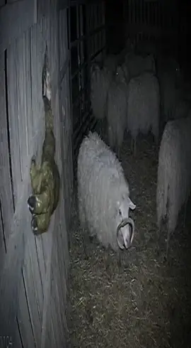 #fyp #abonne #cctv  #strang #follow  What is this 😳