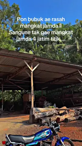 Kuciwo kok peng pindo  #jamdajateng #rxkingnusantara #rxking #fyp 