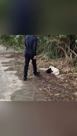 Rescue a family of dogs #rescueanimals #rescue #fyp #dog #dogsoftiktok 