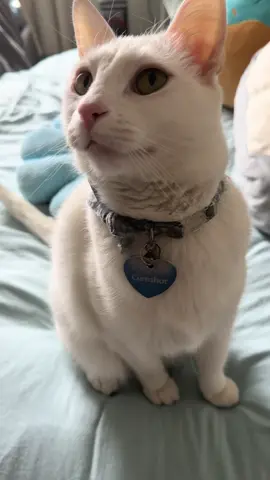 So like can he hear or not??? He didn’t laugh at my joke 🤨 #funnycat #cat #prank #whitecat #joke 