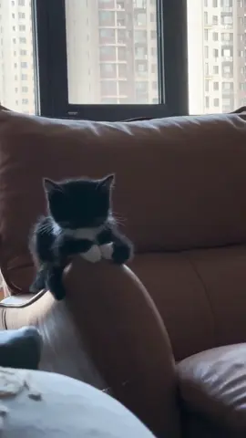 只有养猫人才懂这种感觉吧 #mycat #cutekitty 