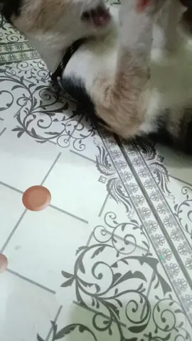 বিড়াল সবচেয়ে সুন্দর প্রানী#fyp #tiktok #viraltiktok 