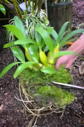 Hoa rừng vừa về, hương còn vương nắng núi ☀️#chuyencuangoc #hoalanrung #hoalan #yeuhoalan #landenro 