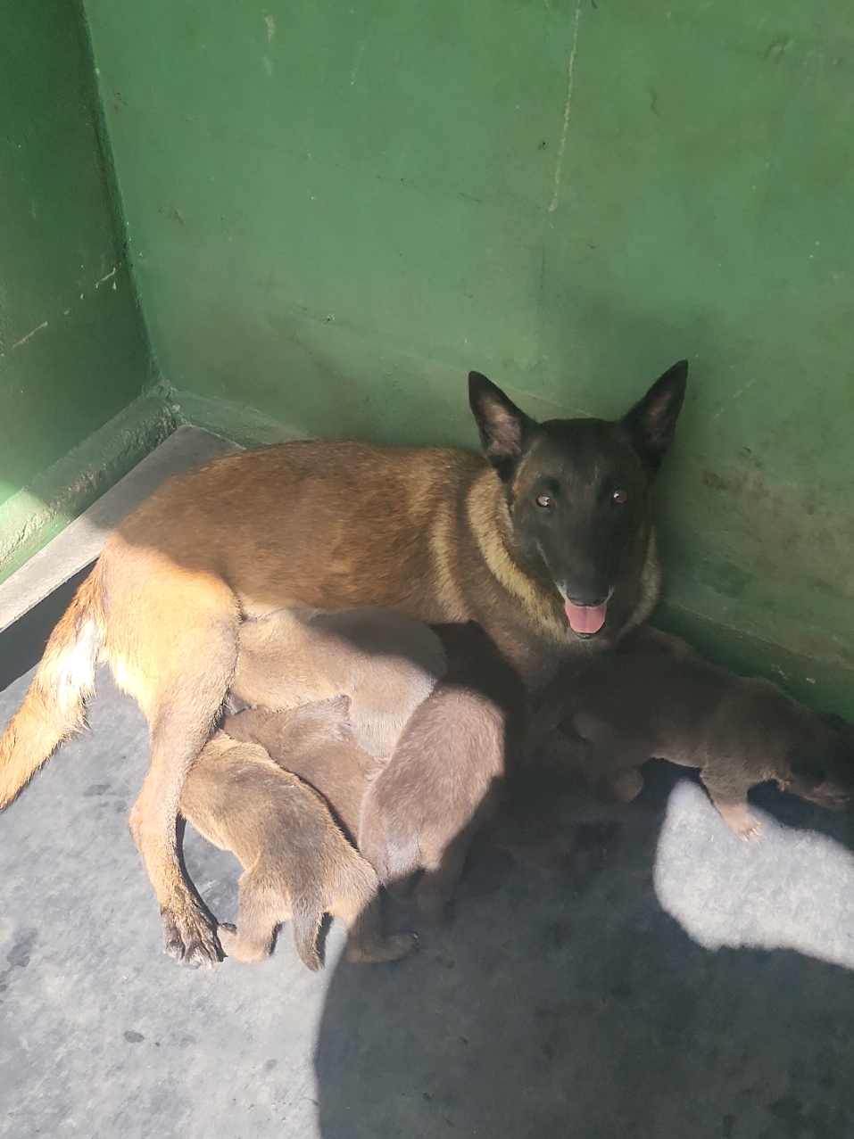🎥 Tempestade Guardian Black — 10 anos de raça, força e vitalidade! Nossa belga malinois veterana, com quase 10 anos, acaba de parir e está amamentando seus filhotes com toda energia e instinto de mãe protetora. 💪🐾 Esse vídeo mostra a verdadeira saúde e resistência da linhagem Guardian Black, onde selecionamos apenas cães fortes, equilibrados e com genética comprovada. 🔥 Tempestade é a prova viva da longevidade e vigor da raça Pastor Belga Malinois. Criar é mais que reproduzir — é preservar a essência e a qualidade da raça. #belgamalinois #PastorBelgaMalinois #maliblack #CãesDeProteção #malinoisbrasil @Canil Monte dos Soares  📍Canil Guardian Black – Praia Grande, ES