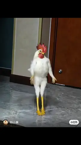 #parati #gallobailador  #sonrriesoloeshumor🤣 #buendia#vivefeliz 