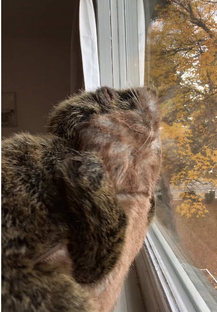 Reese’s Puffs!! 🥣🧡 Who’s seen the original? 🦫🪵🤎 #puppet #beaver #fyp #dancing #reesespuffs 