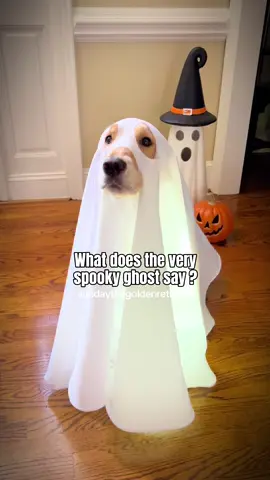 The answer is BOO AWOO 👻🎃 #dog #ghost #dogsoftiktok 