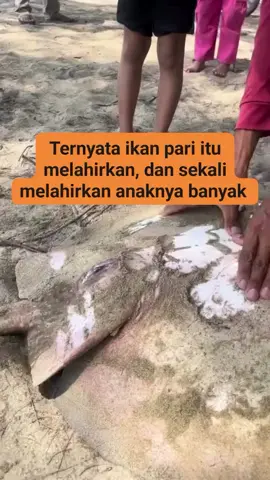 ikan pati klo melarirkan  banyak banget#fylpシ #viral 