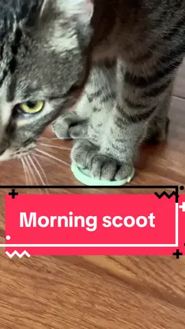 Don’t talk to Dax until he’s had his morning Scoot #cat 