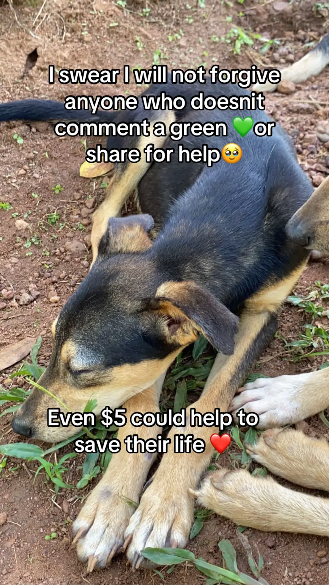 Every meal depends on kindness Help keep them fed. Even $5 could help to buy dog food consider by DONATING LINK IN THE BIO #supportourshelter #Everybitcounts #fypppppppppppppppppppppp #donatedogfood #SaveStrayDogs #FeedTheRescued #HelpUsHelpThem #fyppppppppppppppppppppppp #dogrescue #animallovers #DonateForDogs #THANK YOU
