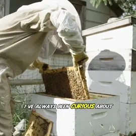 How Do Bees Make Honey #Science #usa_tiktok #fyp #fyf 