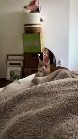 Try not to laugh 😂😂😂 #animals #dog #pet #haha #cat 