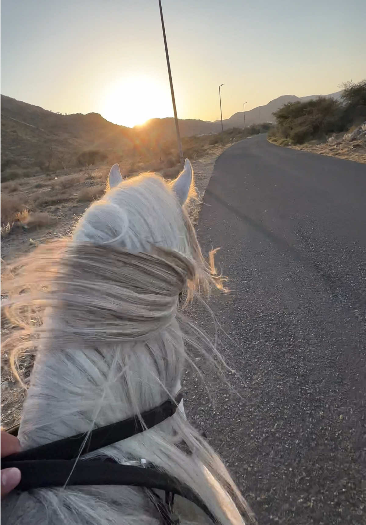 #خيل #تصوير #explore #foryou #fay 