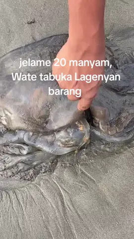 kecewa si @mulyady347 