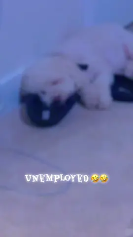 #dogs #dogsoftiktok #dogreaction 