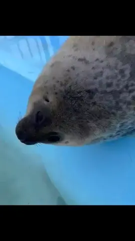 rip Gandhi I MISS HIM #fyp #seals #sealsoftiktok #clonehigh #animals 