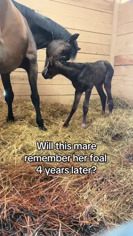 Prepare yourself for all the squeals. She just had to throw in that last squeal at the end too 😆 #mareandfoal #foalsoftiktok #farmlife #creatorsearchinsights 