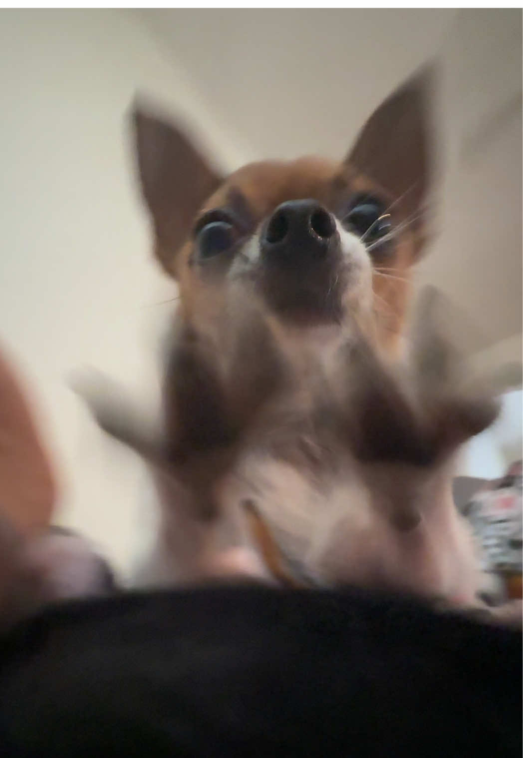 maple is ready for war #chihuahua #chihuahuasoftiktok 