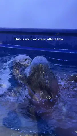 This is us (I will steal all your treats)😋🦦 Did you know that ice is used for sea otters' enrichment? Visit SEA LIFE Birmingham Aquarium and see if you got a chance to see Ozzy and Ola playing with ice 🧊 #otters #sealife #aquarium #cute #us