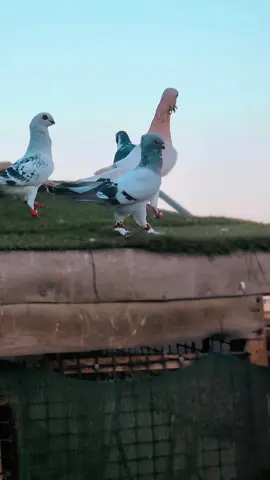 #اكسبلور #متابعة #حمام #سوريا🇸🇾 #الاردن🇯🇴 