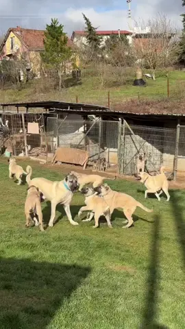 #kangal_tr #çapar #akbaş #kangal 