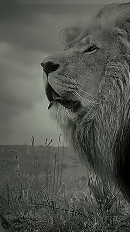THE KING “🖤”… (by) @GG Conservation Glen Garriff … design gg.king.account #lion #animal #ggkingaccount #foruyou 