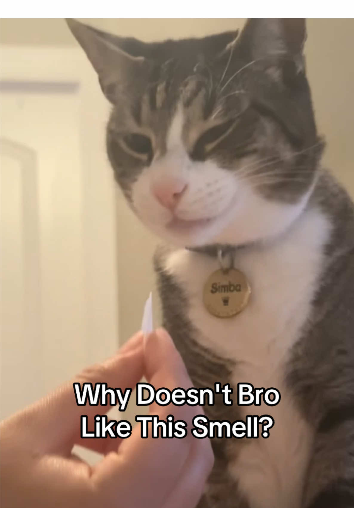 I never even knew he could make those faces 😭 #cat #catsoftiktok 