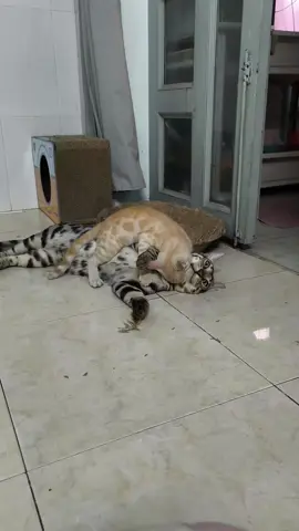 Nằm nghỉ ngơi sau khi ngủ dậy cũng không yên #apollomeo #cat #meo 