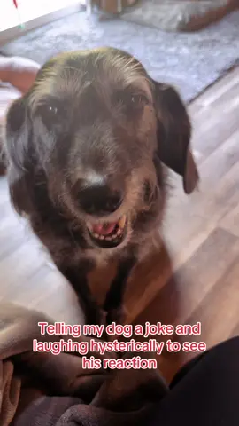 #dogjoke #dogsoftiktok #trending #pettrend  My animals literally don’t care  🤪🤪🤪