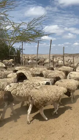 #kajiadotiktokers #maasaitiktokers #naroktiktokers👐 #maasai #kajiadotiktokers🥰🥰 