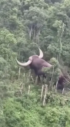 #fyp #viral #loucura 