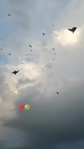 #حمام #لوت #البصرة #حمام_باكستاني #حمام_زاجل 