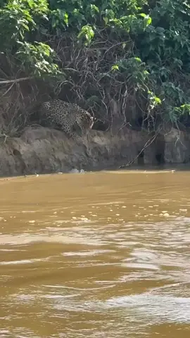 #fiypシ #jeovacyferreira ela não vai nas ariranhas 